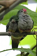 Fruit dove (Ptilinopus pulchellus)