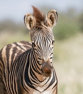 Juvenile Burchell's Zebra