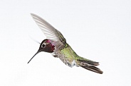 Anna's hummingbird, Calypte anna