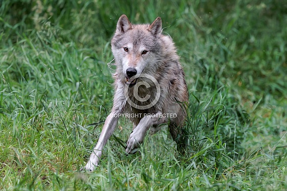 Wolf-Grey Wolf