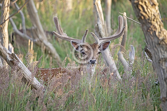 Fallow deer (Dama dama)