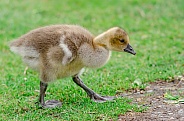 Greylag Goose chick