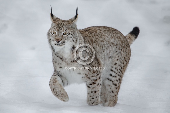 Lynx walk in the Snow