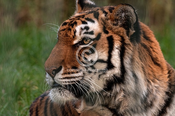 Amur Tiger Close Up Side Profile