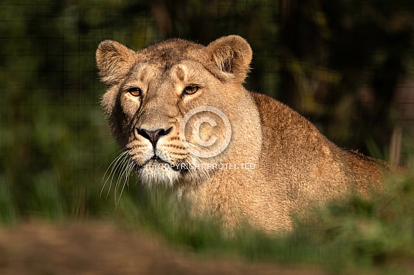 Asiatic Lioness Coming Over The Hill