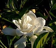 White Gardenia basking in the Sunlight