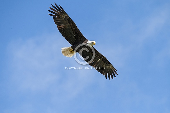 Adult bald eagle against a blue sky