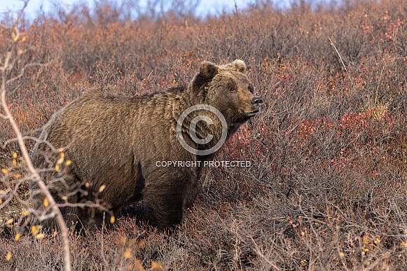 Brown Bear at Denali National Park Alaska