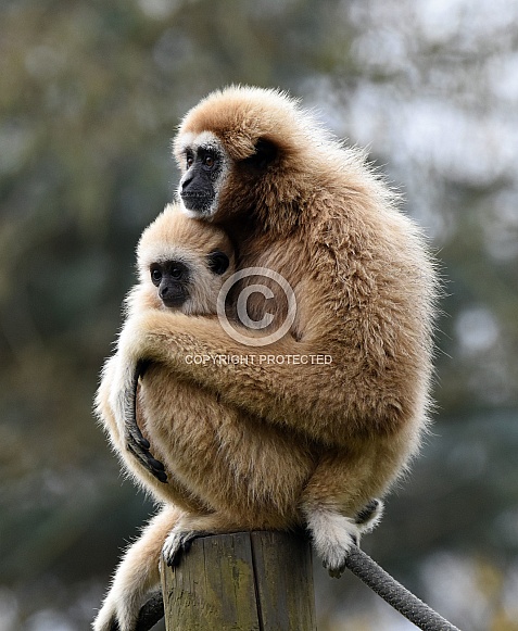 White Cheek Gibbon