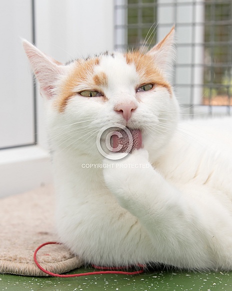 Cat Licking Paw