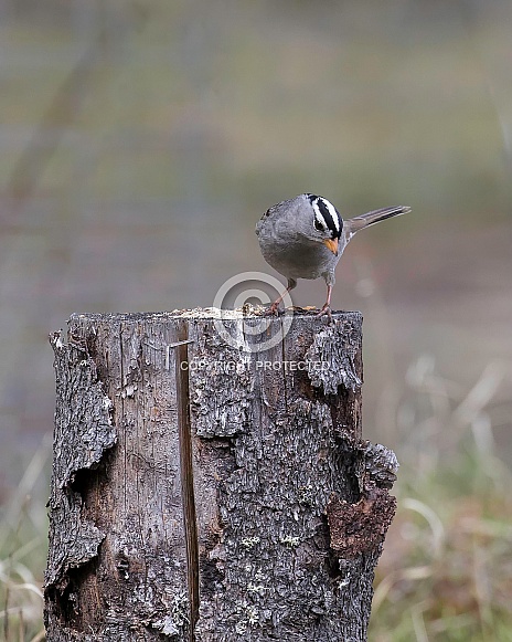 White-crowned Sparrow Looking Down from a Stump