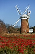 Poppy Field - Norfolk - England