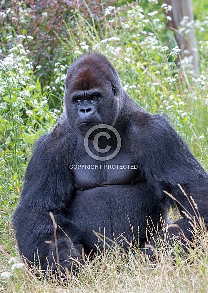 Western lowland Gorilla (Gorilla gorilla gorilla)