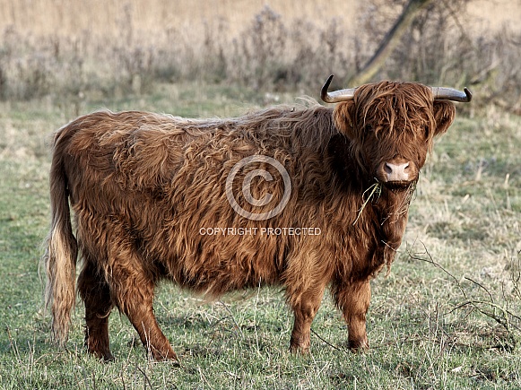 HIghland Cattle