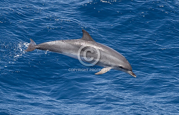 Atlantic Spotted Dolphin (wild)