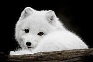 Arctic Fox-Ready for a Long Winters Nap