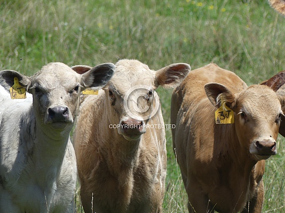 Three Calves