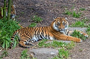 Sumatran Tiger - 1 Year Old Cub - Female