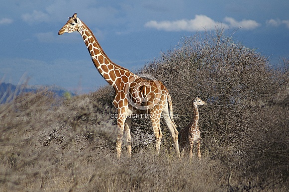 Giraffes, Mother and Calf