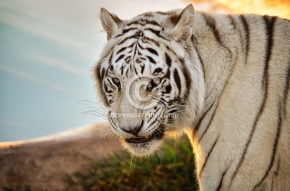 Tiger - White Tiger at Sunrise