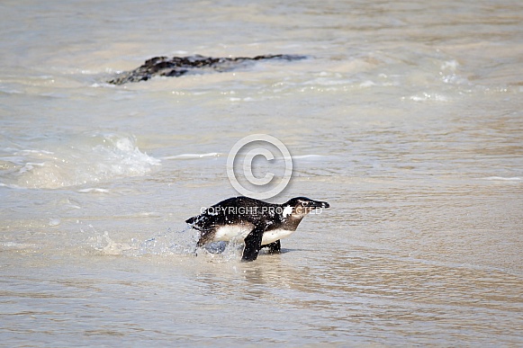 Penguin coming out of the water