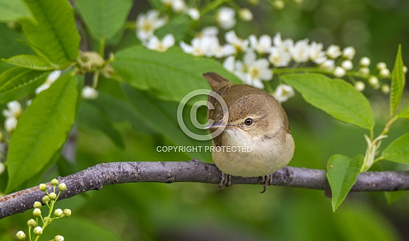 Blyth's reed warbler