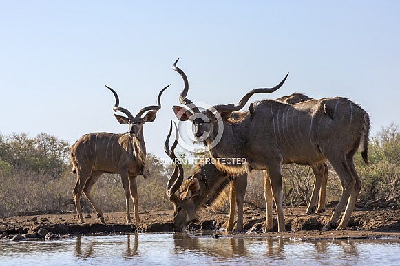 Kudu at waterhole