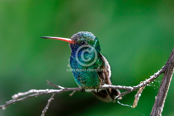 Hummingbird-Broadbill Hummingbird Profile