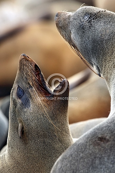 Cape Fur Seal - Cape Cross in Namibia