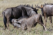 Young Wildebeest taking milk from its mother