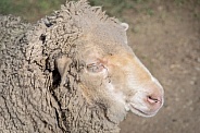 Very dirty merino sheep ewe