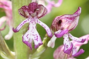 Lady x monkey orchid hybrid - flower