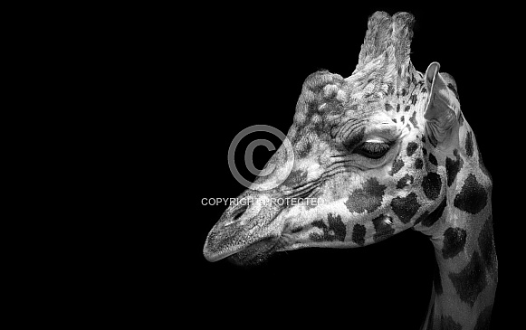 Rothschild's Giraffe Head Shot Black and White
