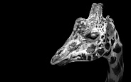 Rothschild's Giraffe Head Shot Black and White