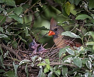 Cardinal Female with Chick