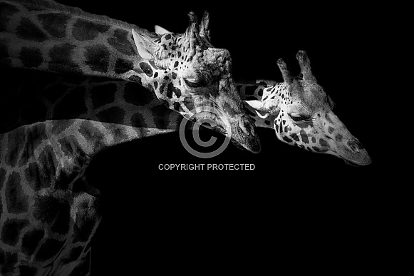 Two Rothschild's Giraffe Together Black and White