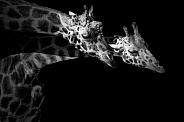Two Rothschild's Giraffe Together Black and White
