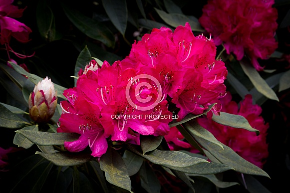 Rhododendron Flower