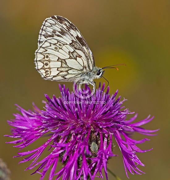 Marbled White  butterfly