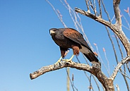 Coopers hawk sitting on a branch in the desert