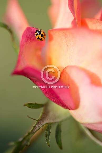 Transverse ladybird on rose.