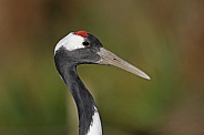 Red crowned Crane