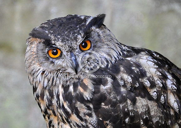 EUrasian Eagle-Owl