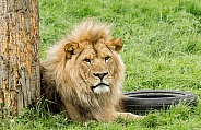 African Lion Relaxing