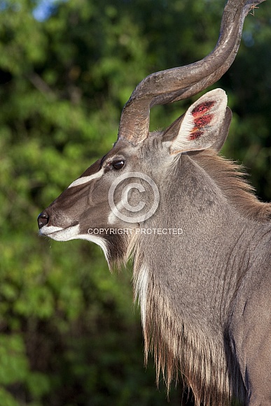 Kudu Antelope - Botswana