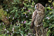Hybrid Owl Species Looking Over Shoulder Full Body