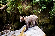 Wild bear cub