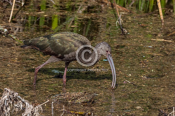 Nonbreeding Adult/Immature White-faced Ibis in Nevada