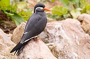 Inca Tern Full Body Perched