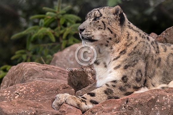 Snow Leopard Close Up Lying On Rocks